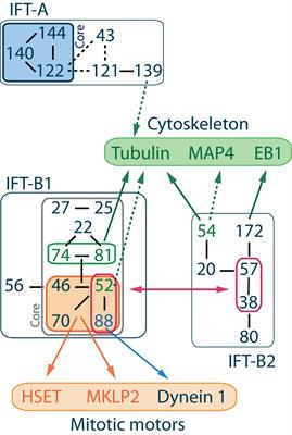 Non-ciliary Roles of IFT Proteins in Cell Division and Polycystic Kidney Diseases